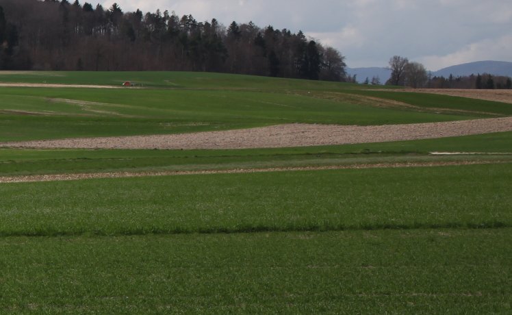 m20130416_20_essert_de_la_chaux