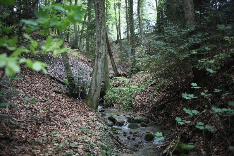 Ménières, ruisseau du Moulin